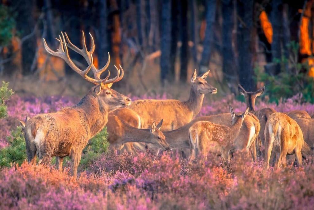 Te Huur: Leuke 4-Persoons Stacaravan Op Top Locatie! Hoenderloo Buitenkant foto